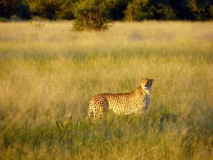 1280px-Gepard_chobe_national_park